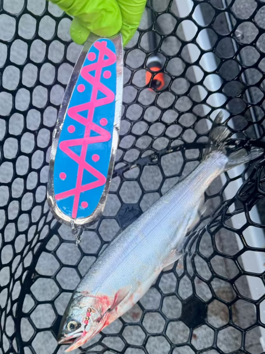 5.5” Cotton Candy Blue Glow Pink Dodger