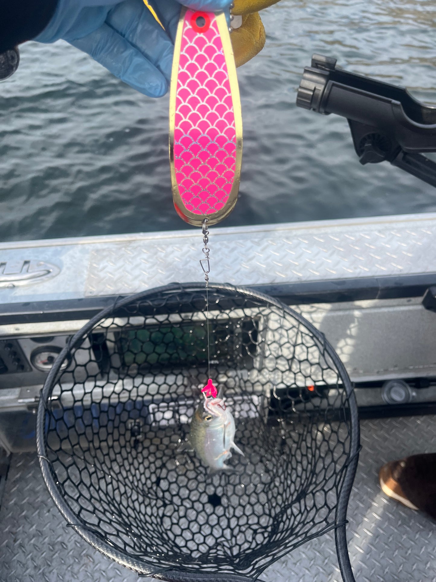5.5” Gold Plated Glow Neon Pink Uv Fisheye Dodger